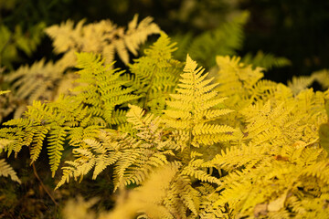 old colorful ferns yellow polypodies