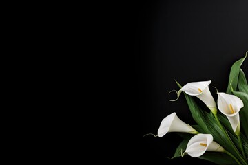 Calla lily flowers on black background sympathy card Condolences on deaths concept - obrazy, fototapety, plakaty