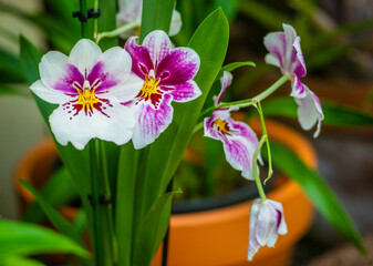 The white purple orchid flower in close-up against a blurred background