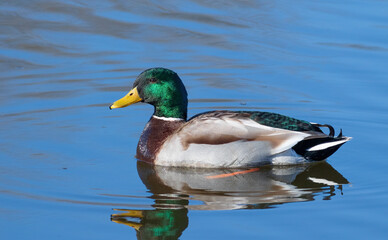 Mallard. A male bird swimming in the river in the early morning, reflecting in the water
