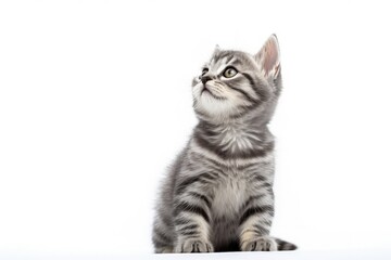 Fototapeta premium Grey striped kitten posing in studio looking up and licking its lips waiting for deliciousness on white background
