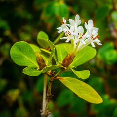 Close-up of a white flower against blurred background