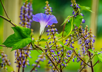 The blue bindweed flower in close-up against a blurred background