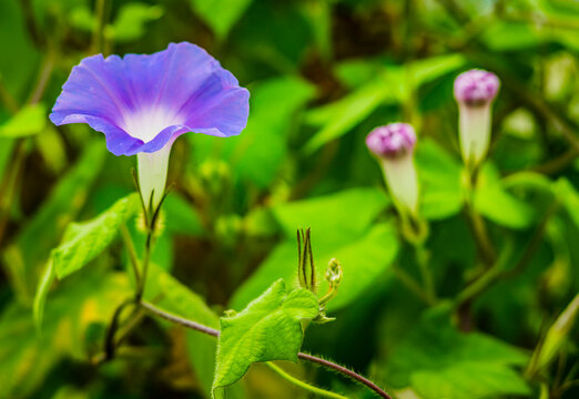 The blue bindweed flower in close-up against a blurred background