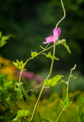 Close-up of a purple flower against blurred background