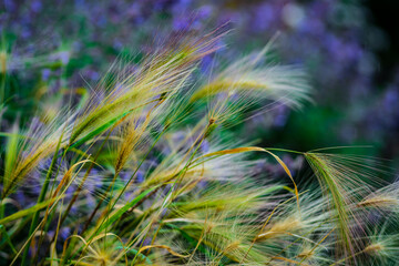 Ornamental grass against blurred background