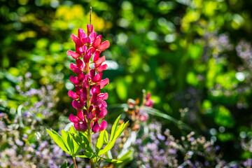 Close-up of a lupine flower against blurred background
