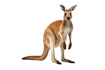Isolated Graceful Kangaroo on a transparent background