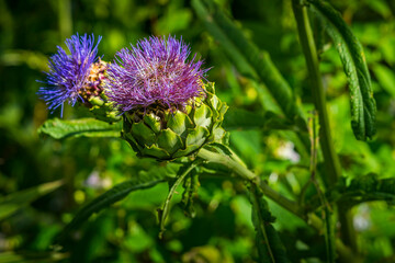 The Globe Artichoke in full bloom