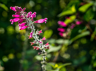 Close-up of purple flowers on blurred background