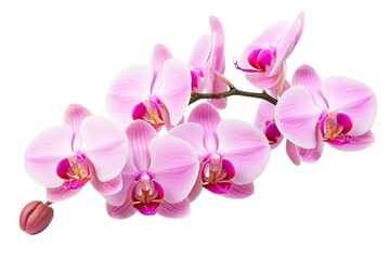 Single pink orchid on white background.