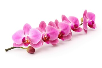Pink orchid on white background.