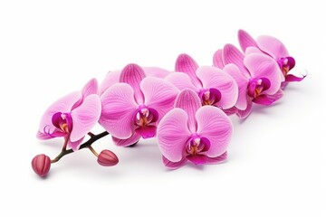 Fototapeta na wymiar Isolated pink orchid on white background.