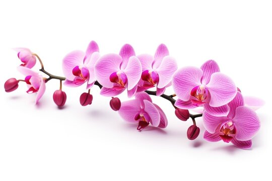 Isolated pink orchids.