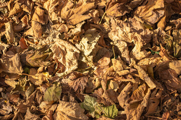 Autumn yellow dried leaves on the ground