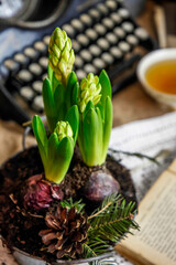 Hyacinth flowers on the background ofa typewriter and tea