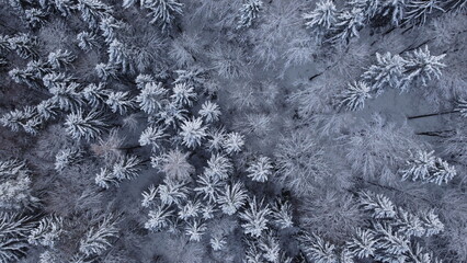 schnee verschneiter wald bäume winter drohne oben - obrazy, fototapety, plakaty
