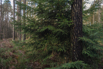 Fototapeta premium Mischwald Kiefern bei weichem Tageslicht im Dezember