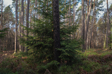 Fototapeta premium Mischwald Kiefern bei weichem Tageslicht im Dezember