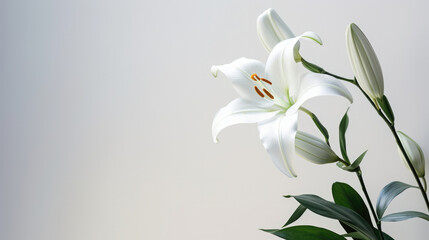 Gardening beauty spring blooming flowers nature plant summer white petal blossom lily green