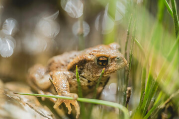 Sapo en un rio entre las hiervas