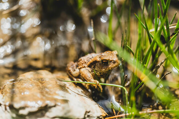 Sapo o rana en un rio entre las hiervas