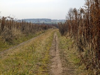 Fototapeta premium Field road through the field