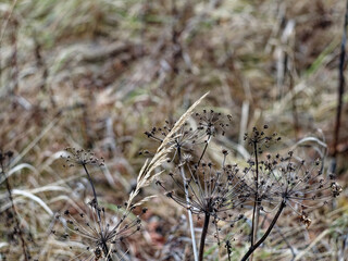 Withered grass in a field in autumn