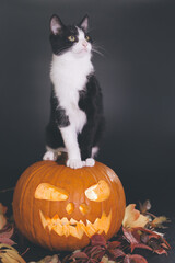 Cat with shining pumpkin and skull on black background in studio