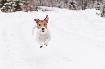 Dog running and leaping forward at winter snowy road in the forest