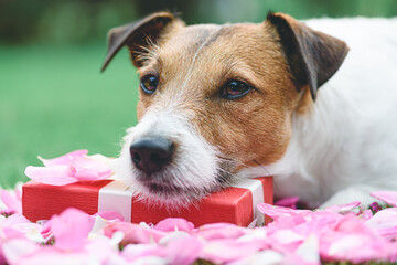 Cute dog presenting Valentine's day gift box lying on rose flower petals