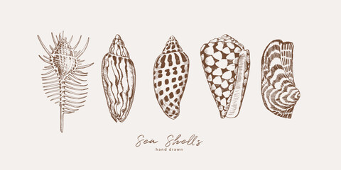 Hand drawn illustration of sea shells - 700097126