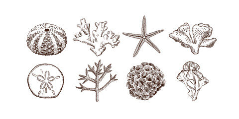 Hand drawn collection of sea shells and corals. Vintage style  illustrations