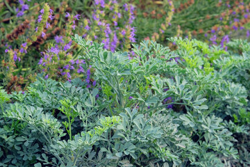 Ruta graveolens. Green plant on blurred background of green grass. Aromatic flowers in garden.