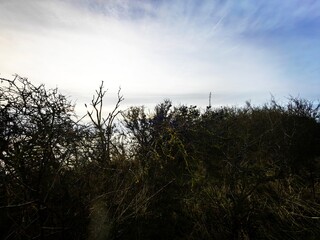 Obraz premium sunset in the forest