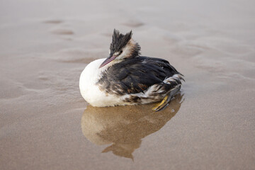 Grebe bird resting on the beach along the North sea during winter