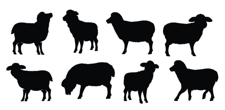 Sheep silhouette set - isolated vector images of wild animals. flat sheep silhouettes collection