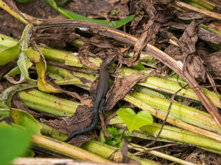 Juvenile Common Lizard Hiding in Vegitation