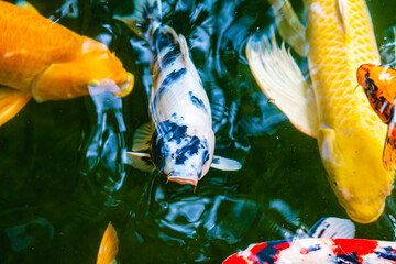 Koi fish, auspicious and beautiful fish - 700102775