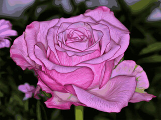 Beautiful pink rose