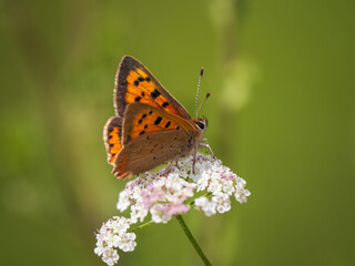 Fototapeta na wymiar Small Copper Butterfly Feeding on Cow Parsley