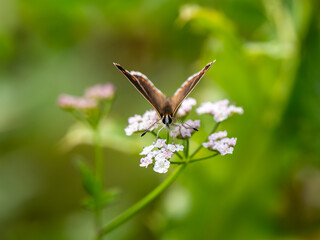 Brown Argus Butterfly on Cow Parsley