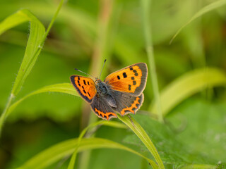 Small Copper Butterfly Resting on Grass Stem
