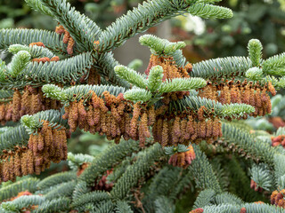 Flowers on a Spanish fir tree, Abies pinsapo