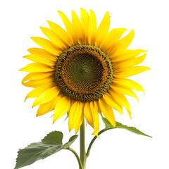 Obraz premium sunflower isolated on transparent background