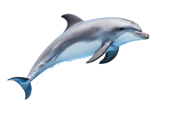 a dolphin jumping out of water