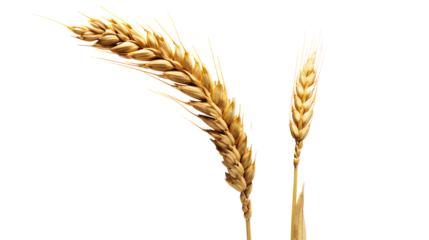 a close up of wheat