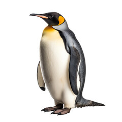 Fototapeta premium a penguin standing on a white background