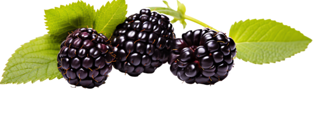 a group of blackberries with leaves
