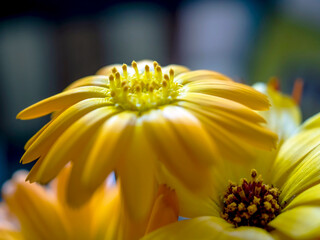 delicate beautiful yellow calendula flower, macro on a blurred background